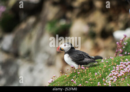 Atlantic puffin appollaiate su una roccia circondata dal mare la parsimonia - Isole Saltee, Irlanda Foto Stock