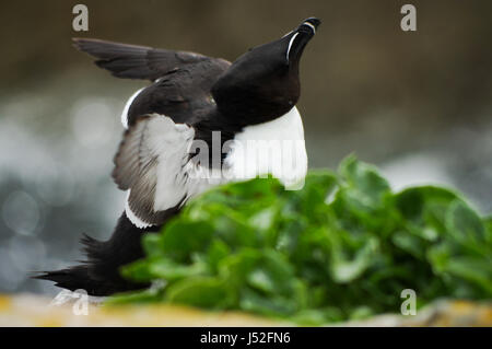 Razorbill arricciatura le sue piume - Isole Saltee, Irlanda Foto Stock