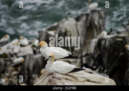 Northern sule nidificazione sulle isole Saltee in Irlanda Foto Stock
