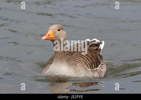 Graylag goose (Anser anser) piscina per adulti su acqua, Norfolk, Inghilterra, Regno Unito Foto Stock