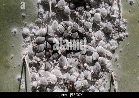 Cocciniglia insetto (Dactylopius coccus), fitta colonia di insetti di scala da cui rosso cocciniglia colorante viene estratta, il ficodindia cactus, Gran Canaria. Foto Stock