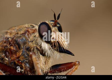 In prossimità di una Hornet robberfly (Asilus crabroniformis) Testata come si analizza la preda, Picos de Europa Mountains, Asturias, Spagna, Agosto. Foto Stock