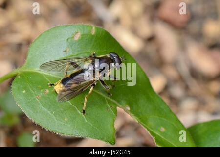 Hoverfly (Xylota sylvarum) una specie di bosco in calo nel Regno Unito, in appoggio su una foglia di edera vicino ad un recentemente abbattute albero di cedro in un giardino, Wiltshire Foto Stock