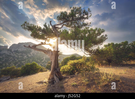 Paesaggio estivo con il vecchio albero con foglie verdi in foreste di montagna al tramonto. Bella scena con albero, foglie colorate, montagne, trail Foto Stock