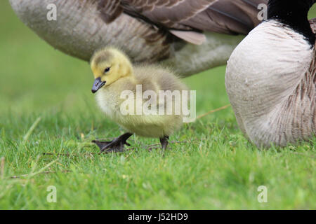 Un canada goose gosling con i genitori in un prato Foto Stock