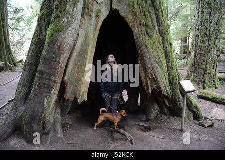 Una donna si erge all'interno del tronco cavo di un vecchio cedro crescita albero nella Cattedrale Grove, vicino a Port Alberni, Isola di Vancouver, British Columbia, Canada. Foto Stock