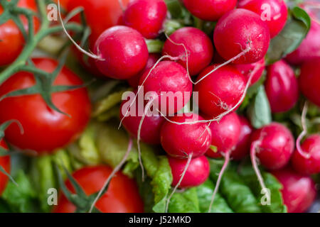 Verde avocado maturo da organici piantagione di avocado Foto Stock