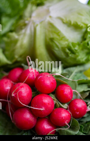 Verde avocado maturo da organici piantagione di avocado Foto Stock