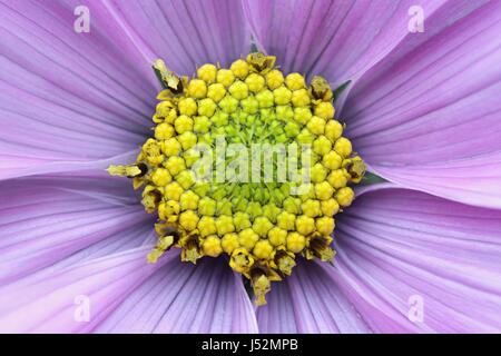 Cosmos bipinnatus, comunemente chiamata il giardino cosmo o messicano aster Foto Stock