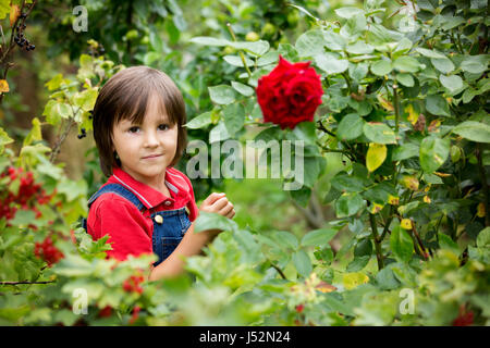 Adorable little boy, tenendo ribes rosso in un giardino appena raccolte Foto Stock