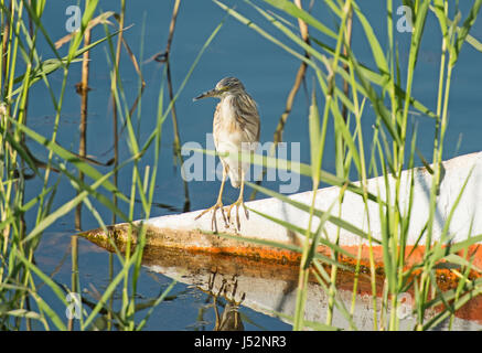 Sgarza ciuffetto Ardeola ralloides appollaiato sul timone di un piccolo fiume di legno barca Foto Stock