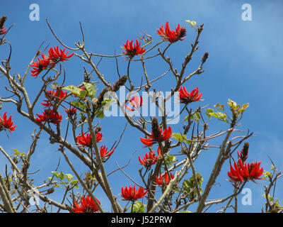 Fiori di Coral Tree (Erythrina), noto anche come il Flame Tree: Vaucluse, Sydney, NSW, Australia Foto Stock