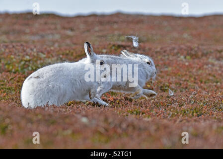 Lepri di montagna a caccia di un altro (Lepus timidus) Foto Stock