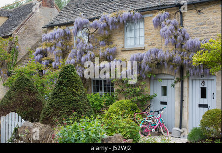 Wisteria floribunda. Glicine giapponese fiorente in primavera all'esterno di un cottage in pietra nel villaggio di Combe. Oxfordshire, Inghilterra Foto Stock