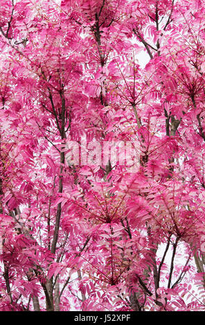 Toona sinensis "Flamingo". Mogano cinese " Flamingo' albero con foglie di rosa in primavera Foto Stock