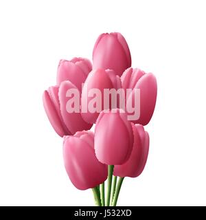 Flower tulip realistico isolati su sfondo bianco. Bouquet di tulipani rosa. Illustrazione Vettoriale