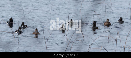 Anello di anatre a collo alto. Coppie coniugate competere per i migliori geni durante il loro breve soggiorno sul lago nel nord-est del Canada. Foto Stock