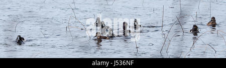 Anello di anatre a collo alto. Coppie coniugate competere per i migliori geni durante il loro breve soggiorno sul lago nel nord-est del Canada. Foto Stock