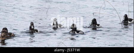 Anello di anatre a collo alto. Coppie coniugate competere per i migliori geni durante il loro breve soggiorno sul lago nel nord-est del Canada. Foto Stock