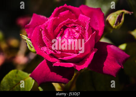 Colorati rose con juicy gocce di pioggia su di esso Foto Stock