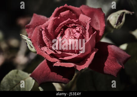 Colorati rose con juicy gocce di pioggia su di esso Foto Stock