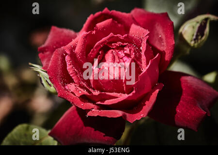 Colorati rose con juicy gocce di pioggia su di esso Foto Stock