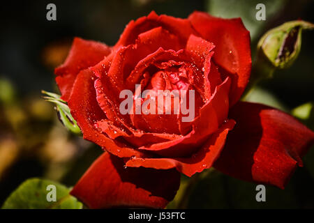 Colorati rose con juicy gocce di pioggia su di esso Foto Stock