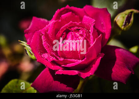 Colorati rose con juicy gocce di pioggia su di esso Foto Stock