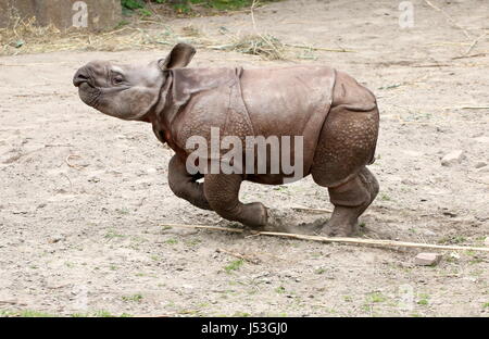 Chiassosa ad esecuzione rapida baby maggiore di un corno di rinoceronte indiano (Rhinoceros unicornis), qui solo dieci settimane di età. Foto Stock