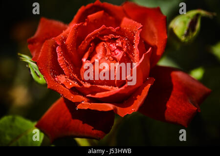 Colorati rose con juicy gocce di pioggia su di esso Foto Stock