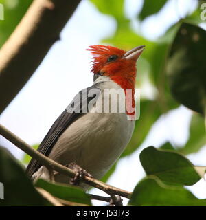 Sud America crestato rosso cardinale (Paroaria coronata) cantare. Foto Stock