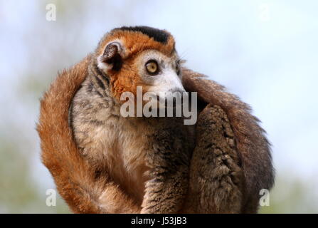 Madagascan maschio lemure coronato (il Eulemur coronatus) in un albero, la coda avvolta intorno al suo corpo. Foto Stock