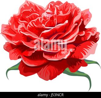 Immagine di una rosa rossa isolato su sfondo bianco. Illustrazione Vettoriale