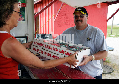 Arkansas Newport,Bill's Best fragole,adulti adulta donna donna donna donna donna donna donna donna donna donna donna donna donna donna donna donna donna donna uomo maschio,vendita,rosso,frutta,Fragaria,fresco,coltivato localmente,agricoltura,fa Foto Stock