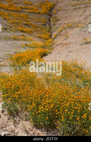 Fiddlenecks lungo Panoche Creek, Fresno County, Bureau of Land Management, California Foto Stock