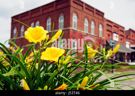 Arkansas Randolph County, Pocahontas, Old Historic Courthouse Square, mattoni rossi, edificio, piantatrice, fiore, fiore, fiore, fiore, giallo, primo piano, Stella d' Foto Stock