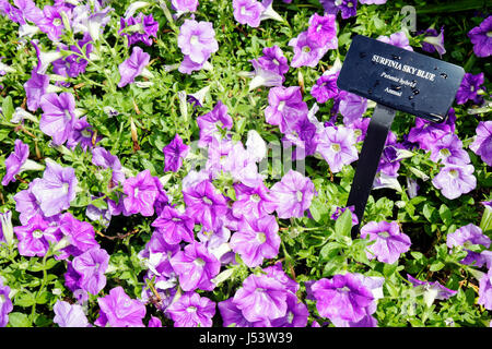 Arkansas Hot Springs, Garvan Woodland Gardens, Surfinia Sky Blue, Petunia ibrido, colore viola, annuale, natura, botanica, flora, piantagione, fiore fiori letto, blos Foto Stock