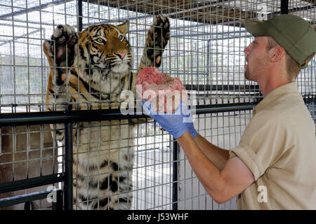 Eureka Springs, Arkansas, Ozark Mountains, Turpentine Creek Wildlife Refuge, salvataggio di gatti selvatici esotici, tempo di alimentazione, carriola, manzo crudo macinato, gabbia, tigre Foto Stock