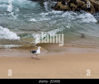 Gabbiano occidentale (Larus occidentalis) Sea Gull camminando sulla spiaggia in Maonerey, CALIFORNIA, STATI UNITI D'AMERICA Foto Stock