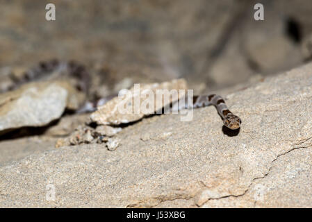 Lira del Chihuahuan Snake, (Trimorphodon vilkinsonii), Sierra Co., New Mexico, negli Stati Uniti. Foto Stock