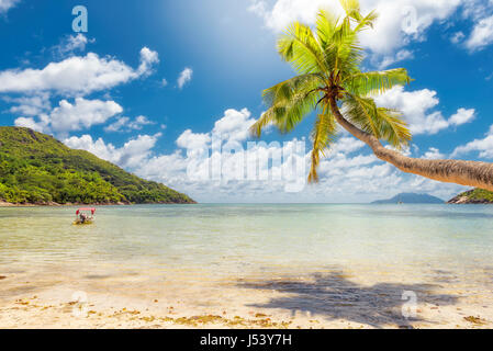 Le palme sulla spiaggia sotto il mare nella giornata di sole Foto Stock