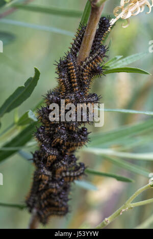 Lutto mantello (Nymphalis antiopa), bruchi avanzamento sul Coyote Willow, (Salix exigua). Bosque del Apache National Wildlife Refuge, Nuovo Messico. Foto Stock