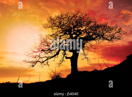 Albero da sola con il sole e il colore rosso giallo arancio sky Foto Stock