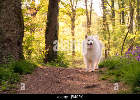 Samoiedo nel bosco Foto Stock