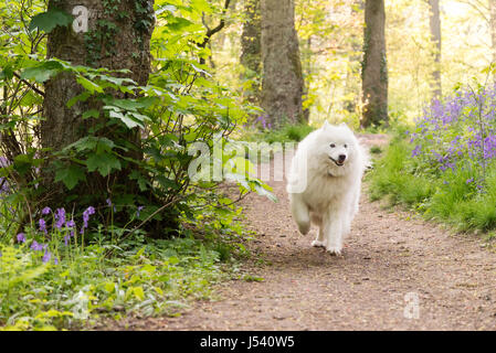Samoiedo nel bosco Foto Stock