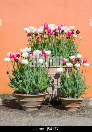 I tulipani "notorietà" univoco (rosa), "Eroe nero' e 'Maureen doppio' (bianco) Foto Stock