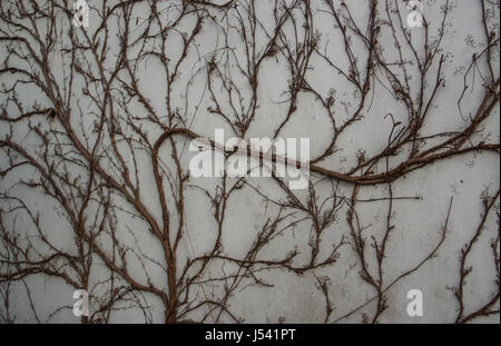 Edera che cresce su un muro senza foglie in inverno Foto Stock