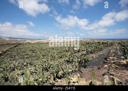 Un grande e importante piantagione di cactus a Lanzarote. Foto Stock