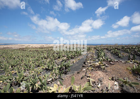 Un grande e importante piantagione di cactus a Lanzarote. Foto Stock