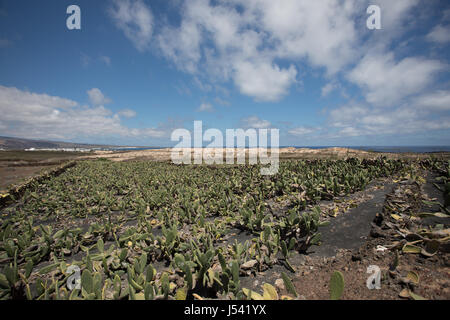 Un grande e importante piantagione di cactus a Lanzarote. Foto Stock